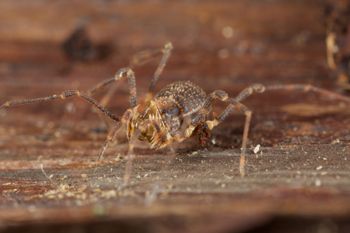 Media type: image;   Invertebrate Zoology 49771